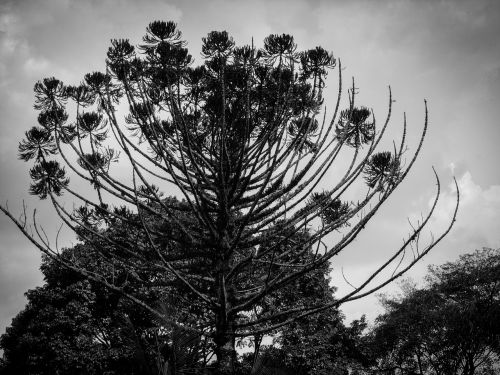 nature flying forest