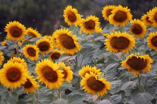 nature sunflower yellow