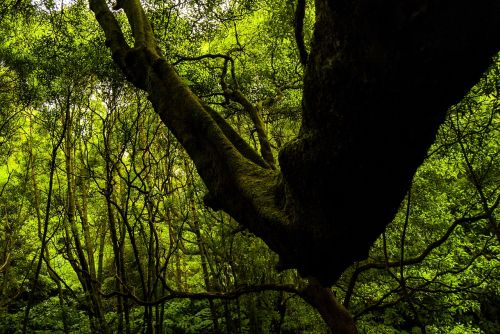 nature green forest