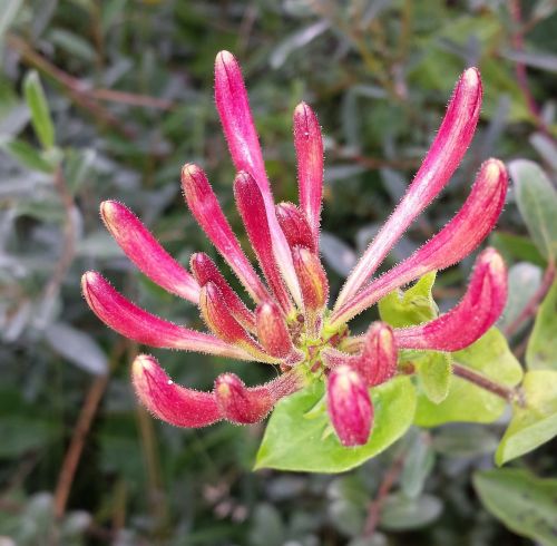 nature flower honeysuckle