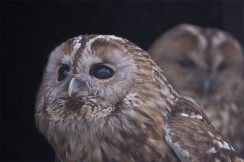 nature owl állatportré