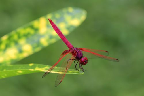 nature dragonfly bug