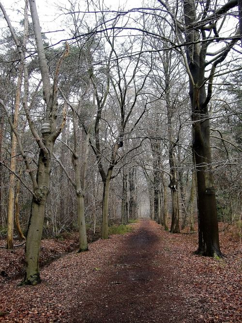 nature forest forest path