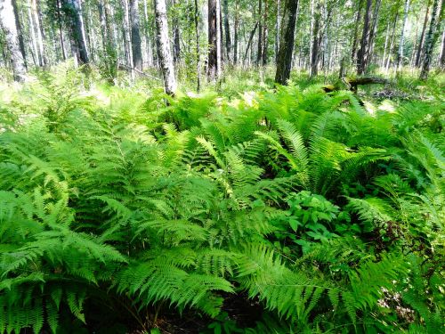 nature forest summer