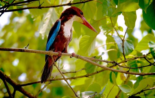nature kingfisher photography