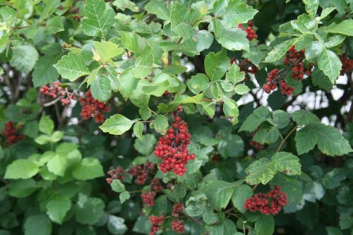 nature berries foliage