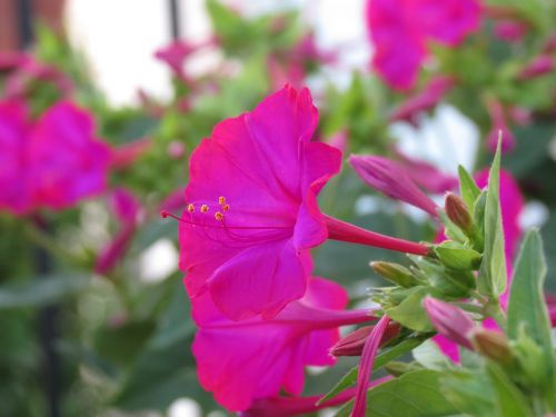 nature flower macro