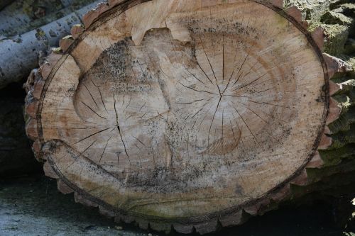 nature tree chestnut