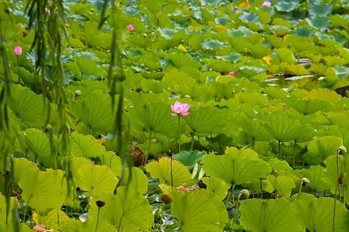 nature lotus summer