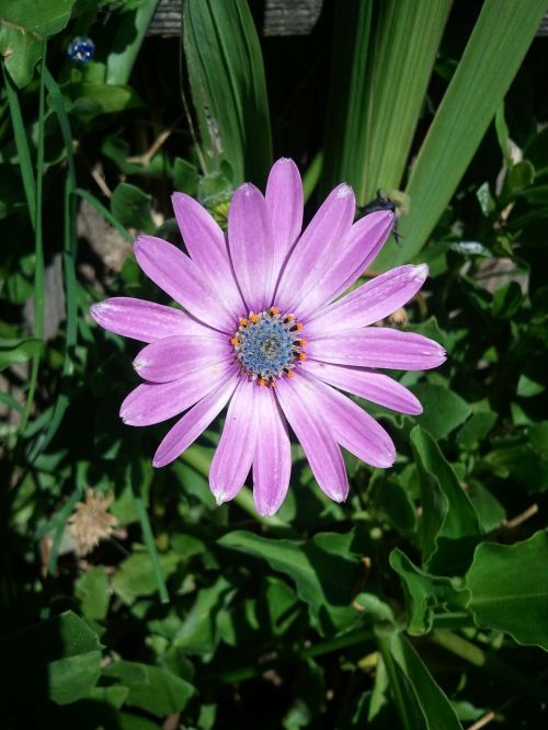 osteospermum nature flower