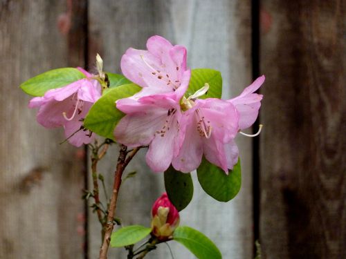 nature flower detail