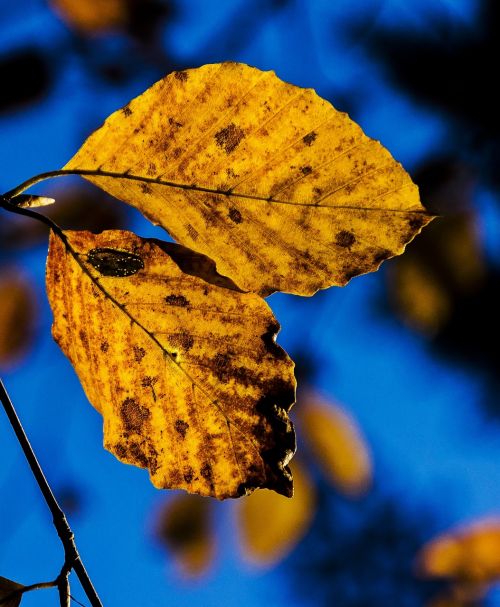 nature autumn foliage