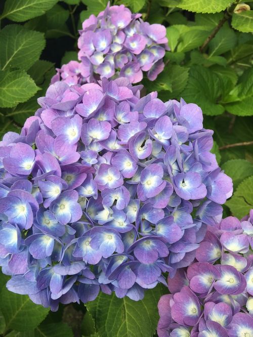 hydrangea nature flower