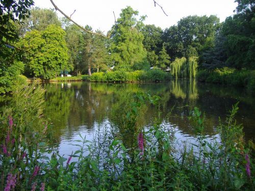 nature pond water reflection