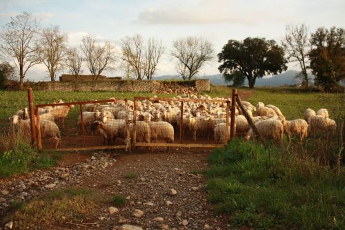 nature sheep flock