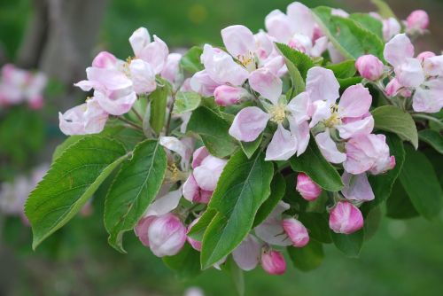 nature cherry blossom lower saxony