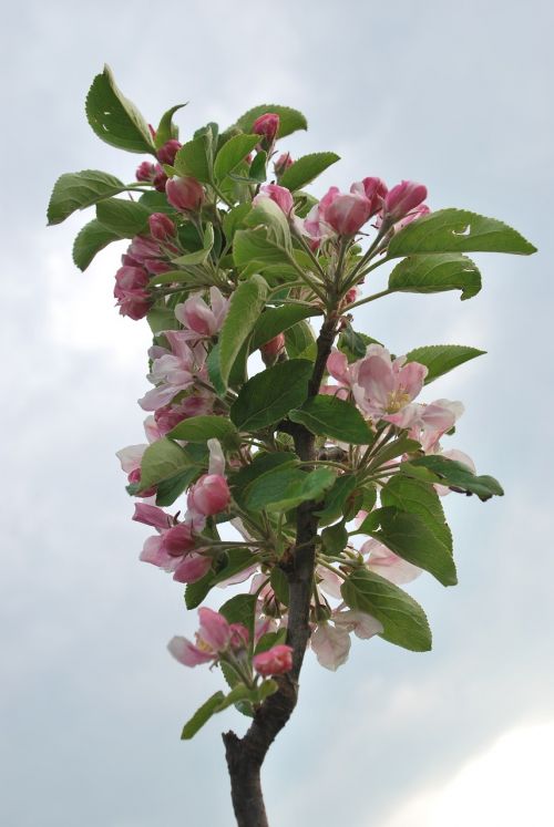 nature cherry blossom lower saxony