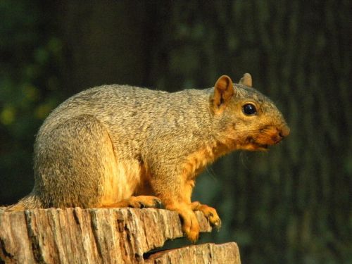 nature animal squirrel