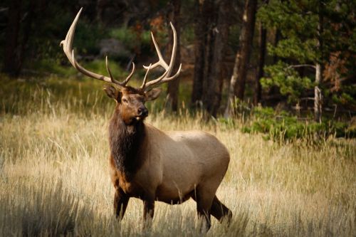 nature elk wildlife