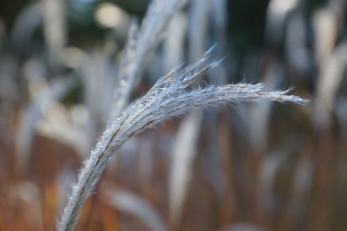 nature dew morning