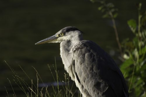nature heron bird