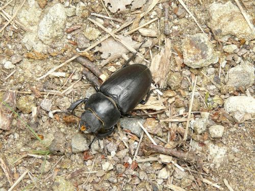 nature beetle animal