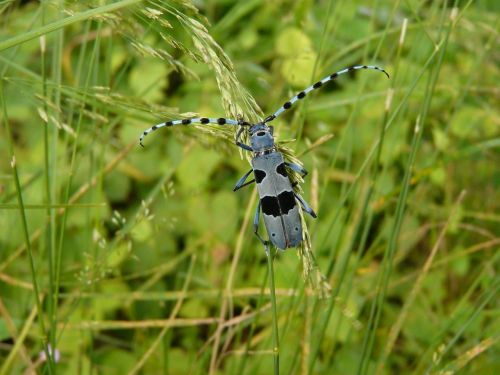 nature beetle animal