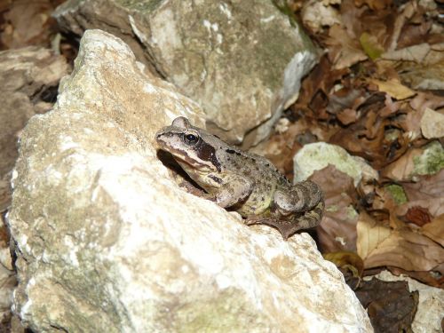 nature frog animal