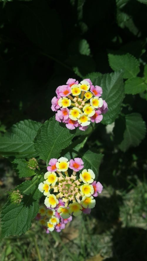 nature flower garden