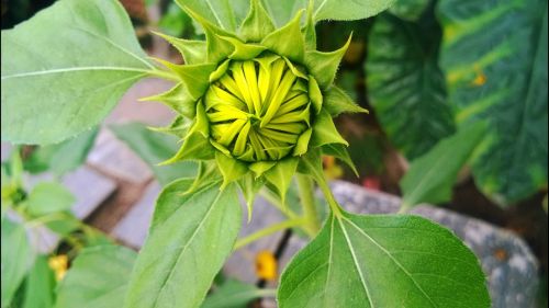 nature sunflower bud