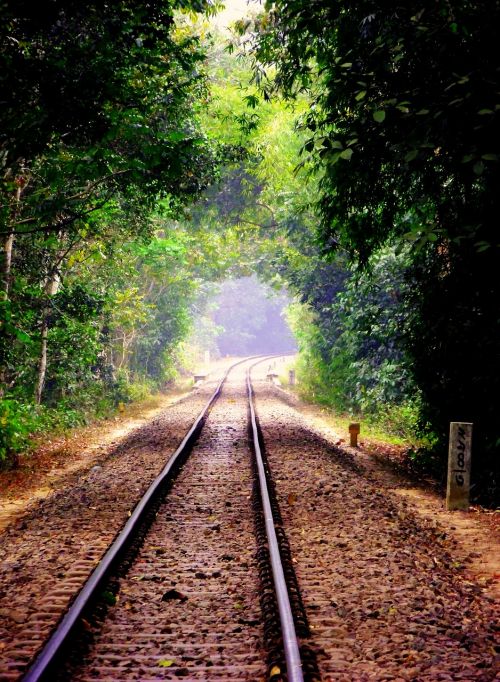 nature tree rail track