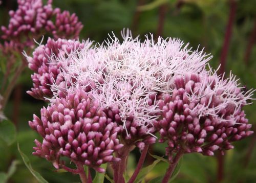 nature flowers pink flower