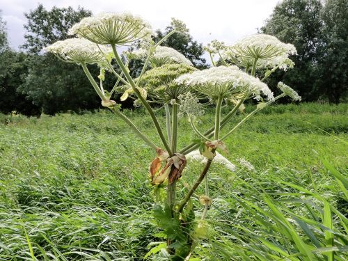 nature hogweed screen flower