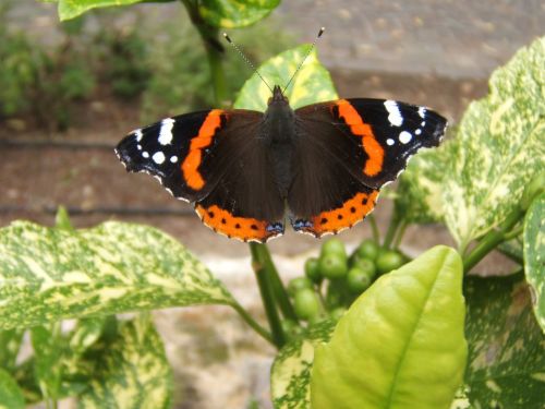 nature butterflies flowers