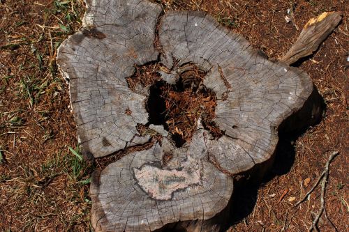 nature trunk tree