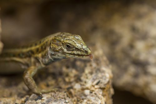 nature animals lizard