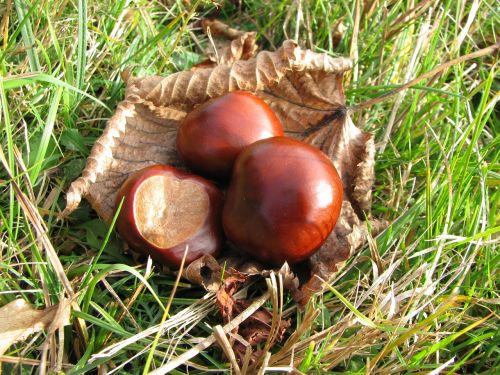 nature chestnut autumn