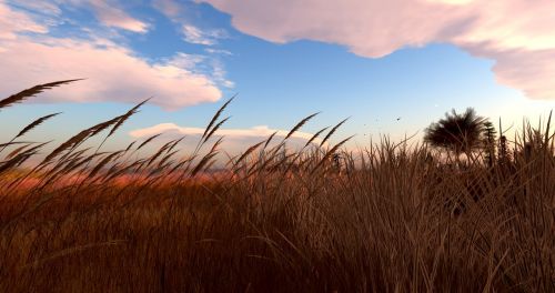 nature grass sky