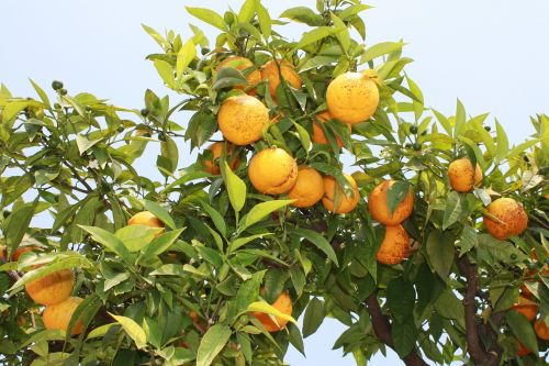 nature oranges italy