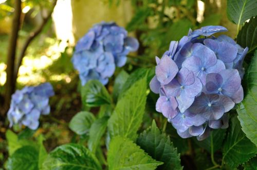 nature flowers garden