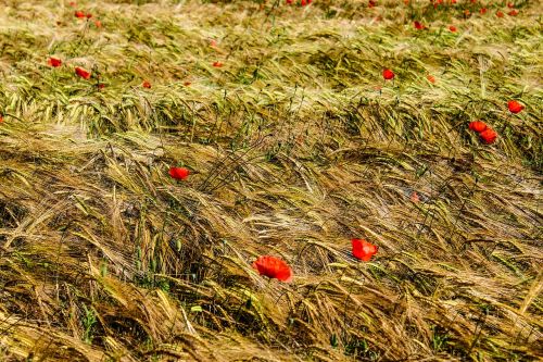 nature wheat field