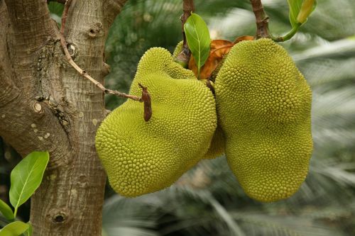 nature botany fruit