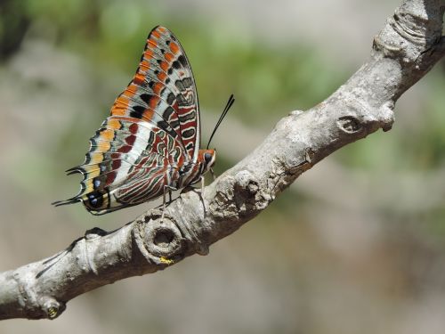 nature color butterfly