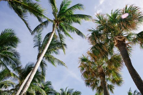 nature palm trees paradise