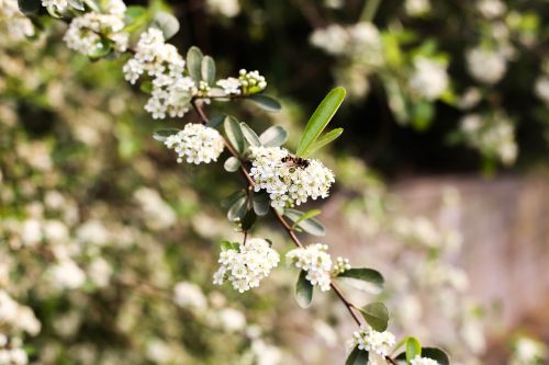 nature flower outdoors