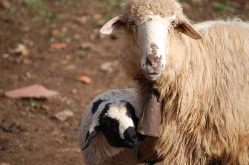 nature sheep flock