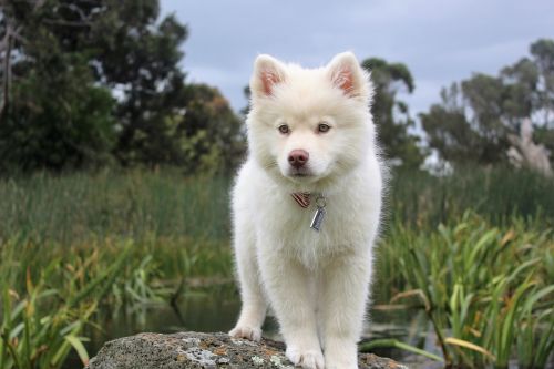 nature dog cute