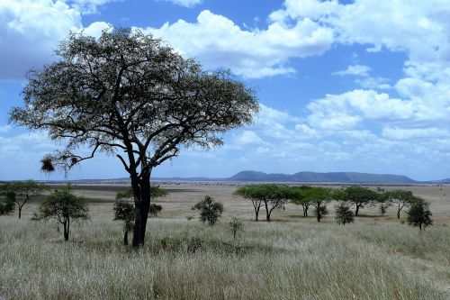 nature africa tanzania