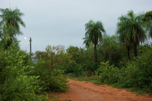 nature jungle tree