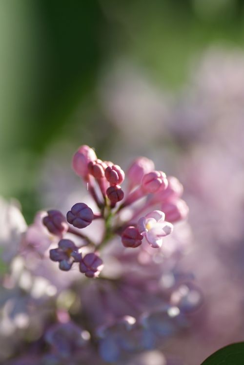 nature bush lilac